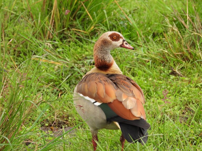An Egyptian Goose roaming through the wetlands.