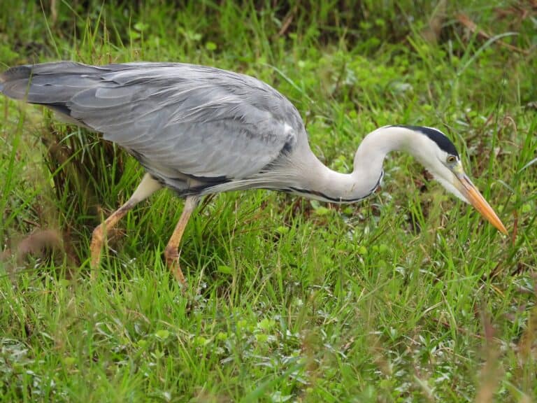 A Grey Heron walking through the wetlands.