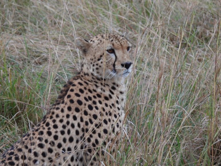 A cheetah sitting in the tall dry grass.