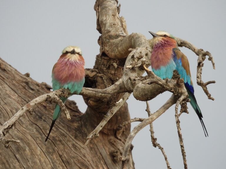 Two Lilac-breasted Rollers perched on a dry branch.