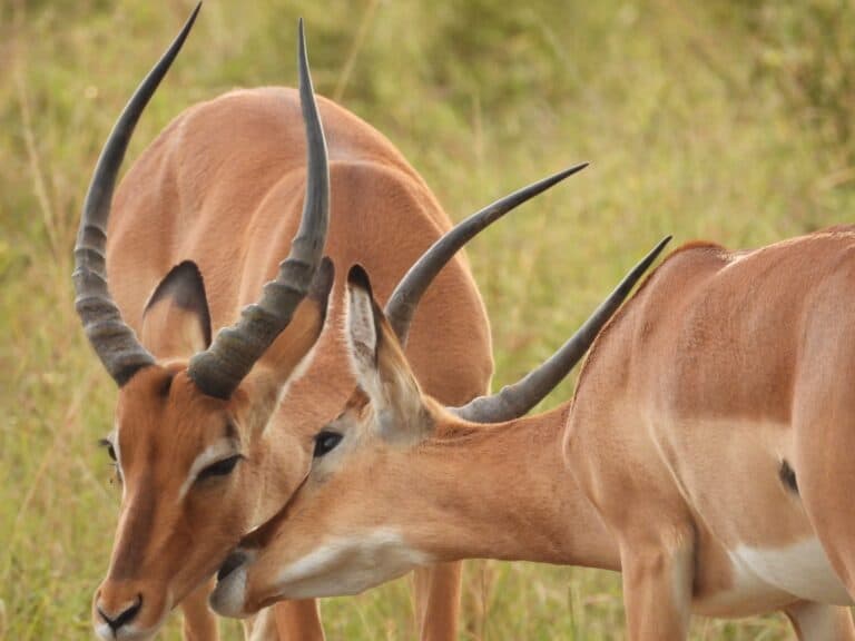 A pair of Impalas bonding.