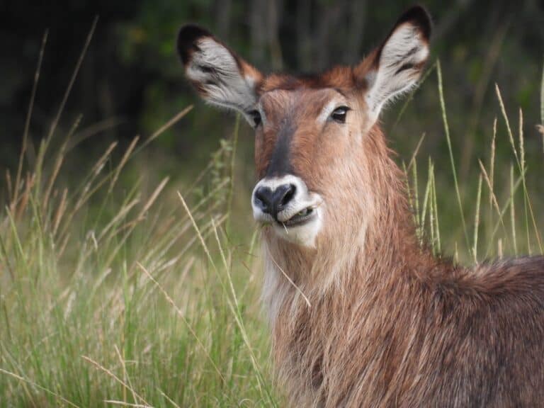 A waterbuck chewing on grass.