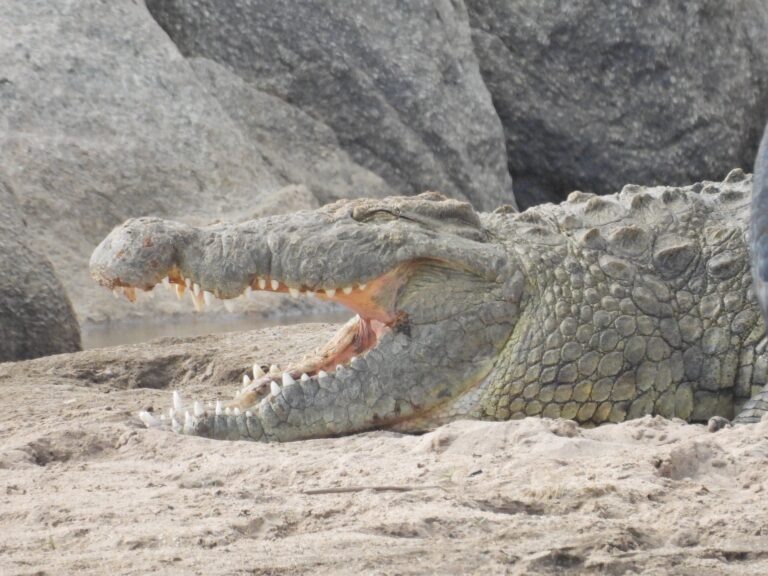 A crocodile sunbathing in the midday sun.