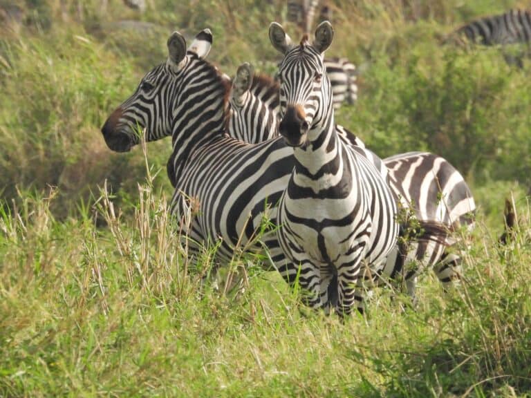 Two zebras standing in the tall grass.