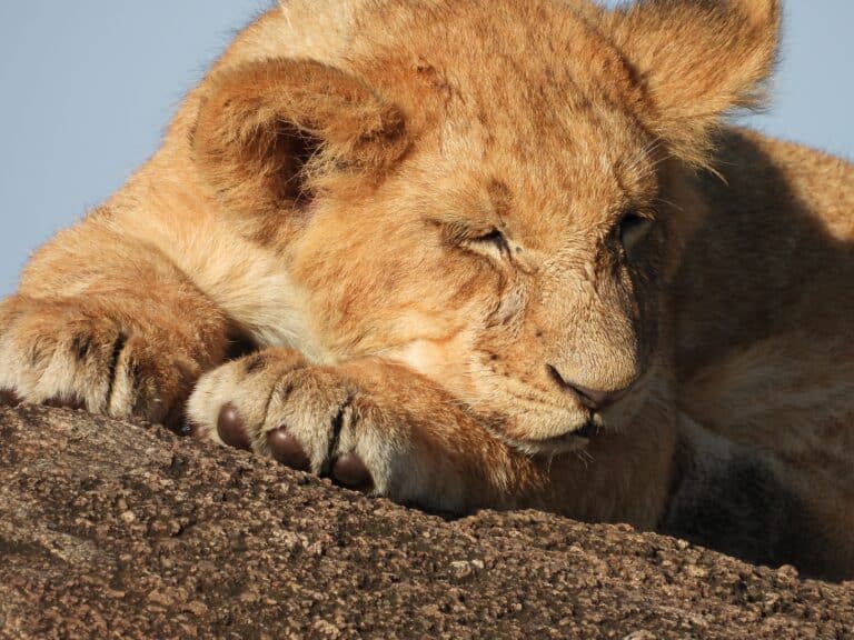A lion cub sleeping on a big rock.