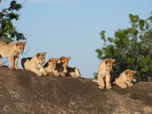 Lions cubs on a big rock.