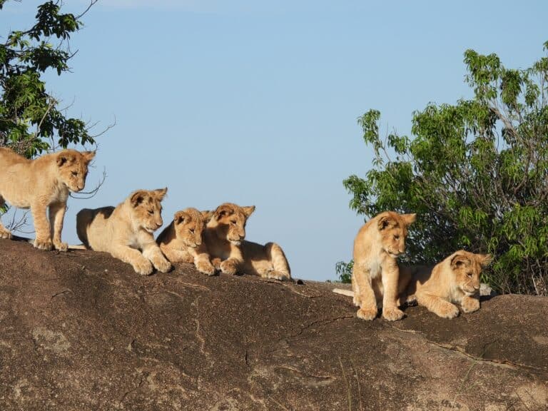 Lions cubs on a big rock.