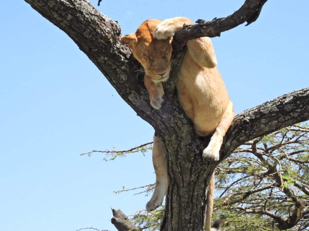 A lioness taking a nap high up on a tree branch.