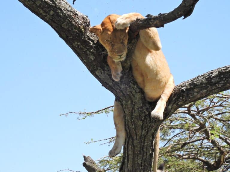 A lioness taking a nap high up on a tree branch.