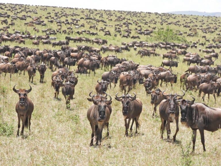 A huge herd of wildebeest grazing on the grass.
