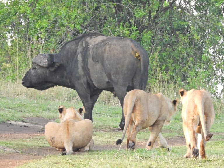 A buffalo surround by preying lionesses.