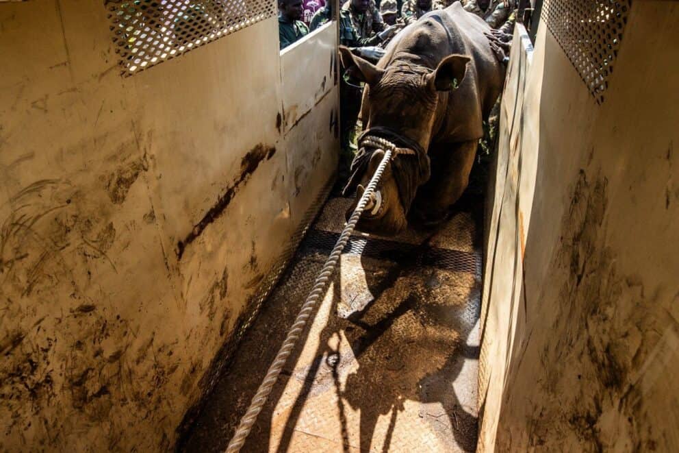 A rhino being transported to Kidepo Valley National Park.