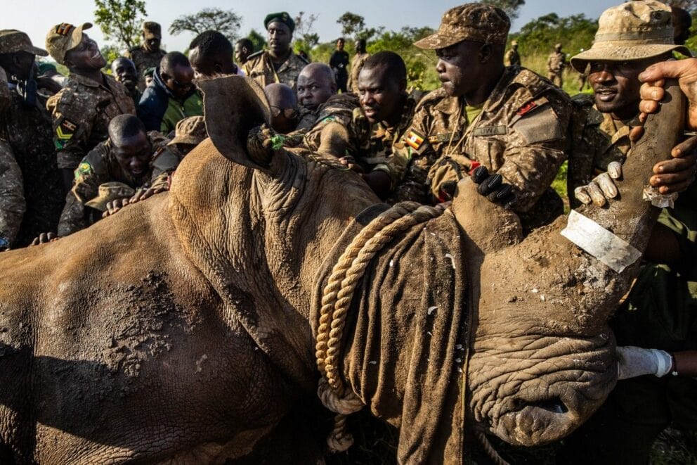 A rhino being guided by rangers during a relocation procedure in Uganda.