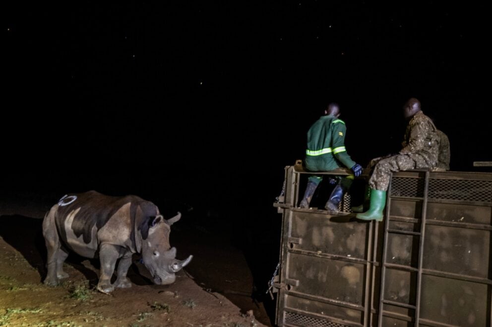 A rhino being released in Kidepo Valley National Park, Uganda.