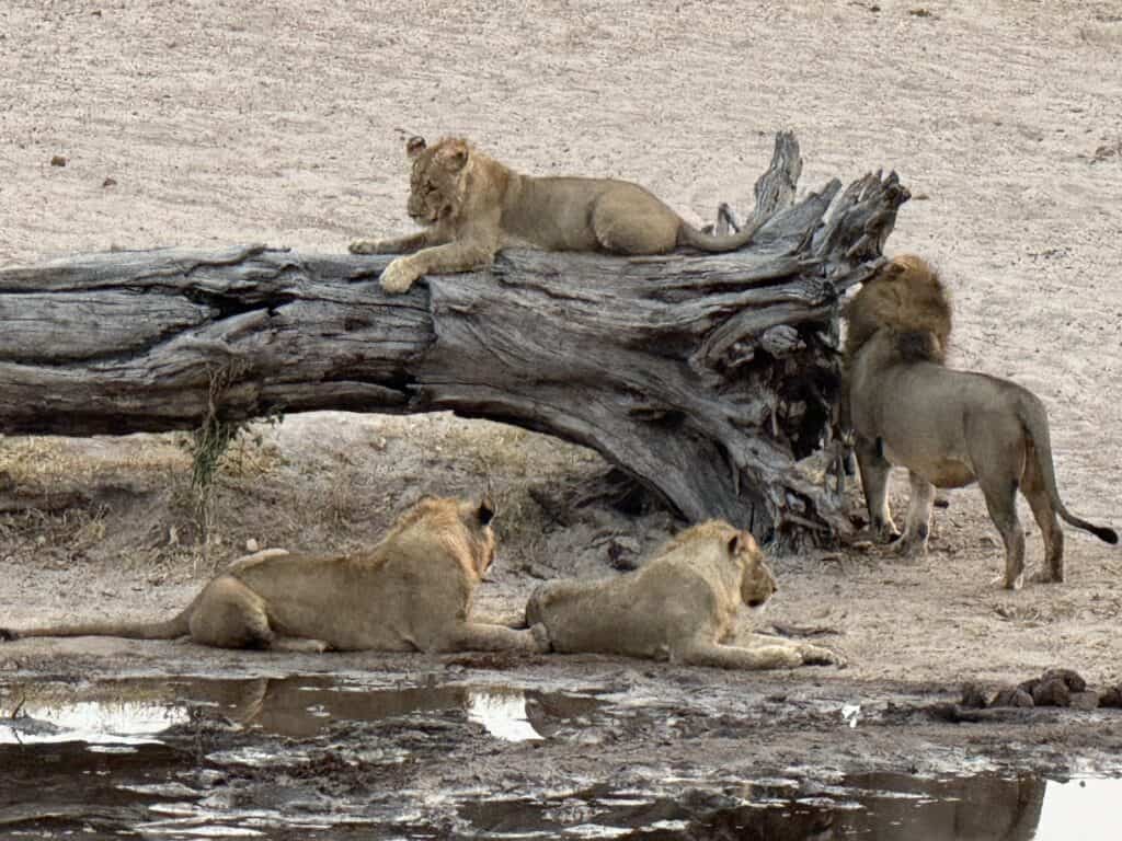 Lions resting around a dry branch in Savuti