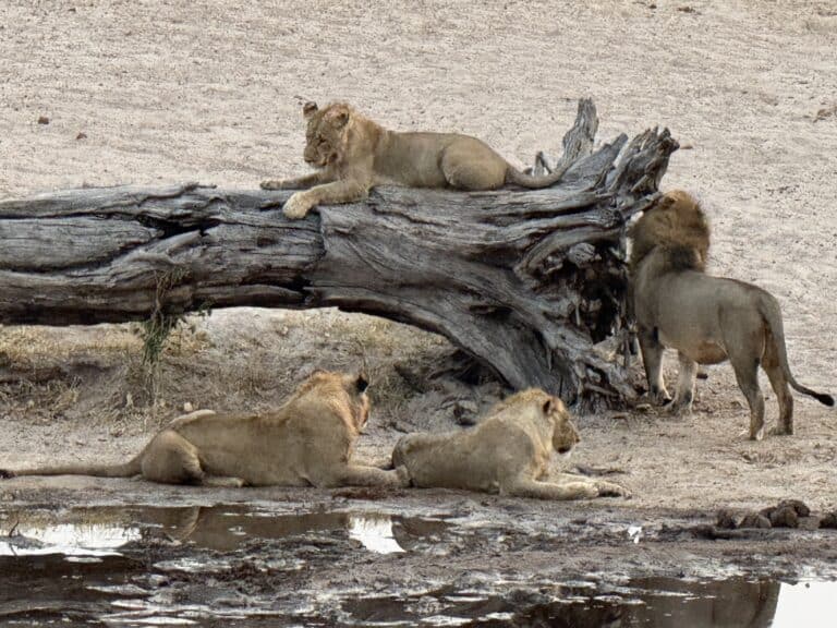 Lions resting around a dry branch in Savuti