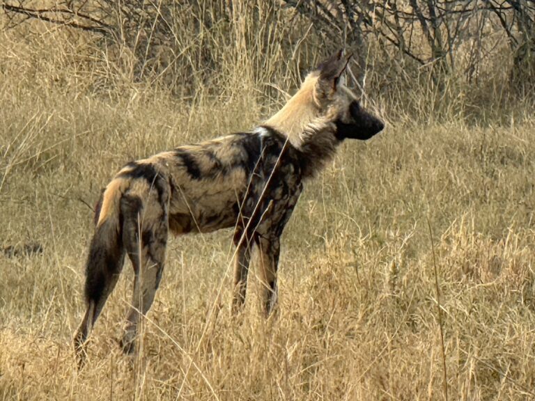 A wild dog standing in the tall grass at Moremi