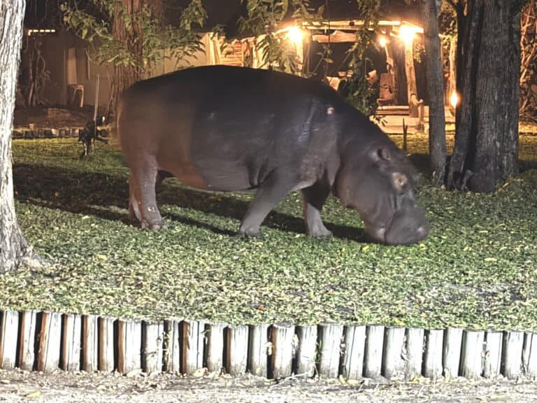 A hippo grazing in the courtyard of XakanaXa