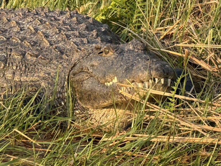 A crocodile laying in the grass