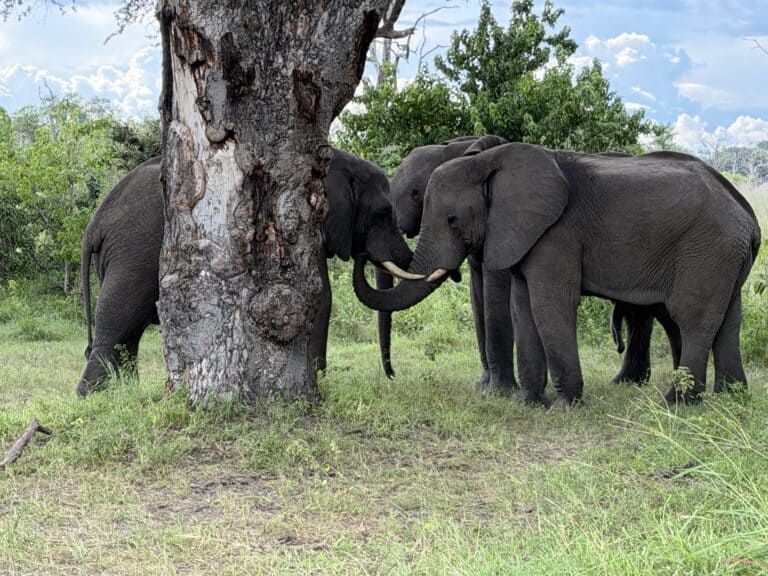 Three young male elephants greeting each other at the marula tree Moremi