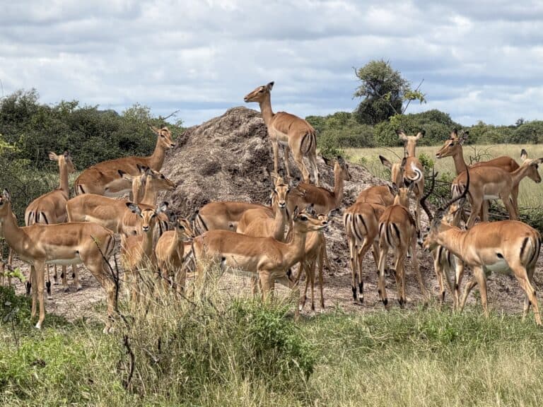 Impalas on top and around a termite mound.