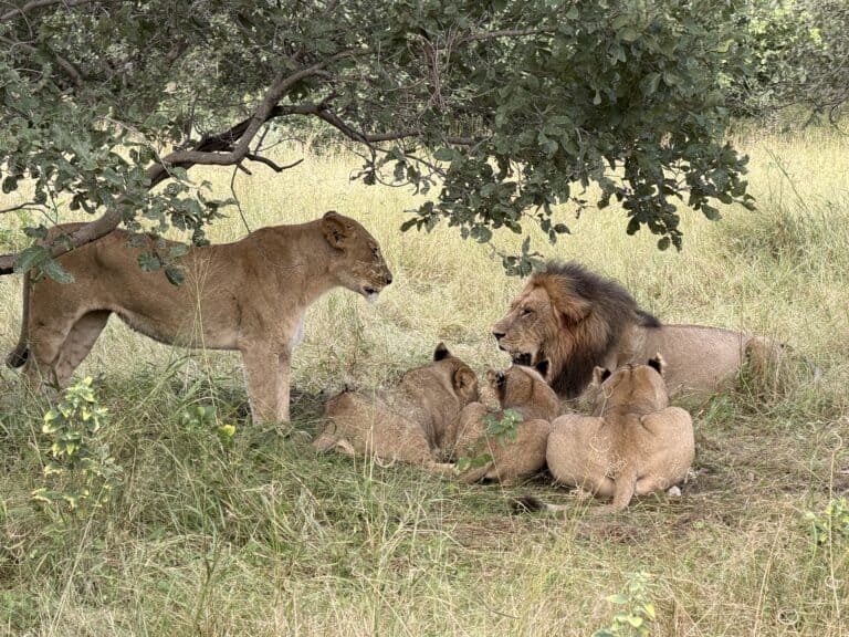 A lion family lying under a tree.