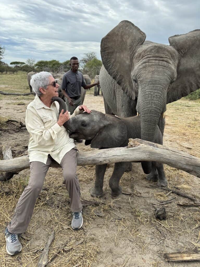 A baby elephant interacting with a guest at Elephants Haven, Botswana.