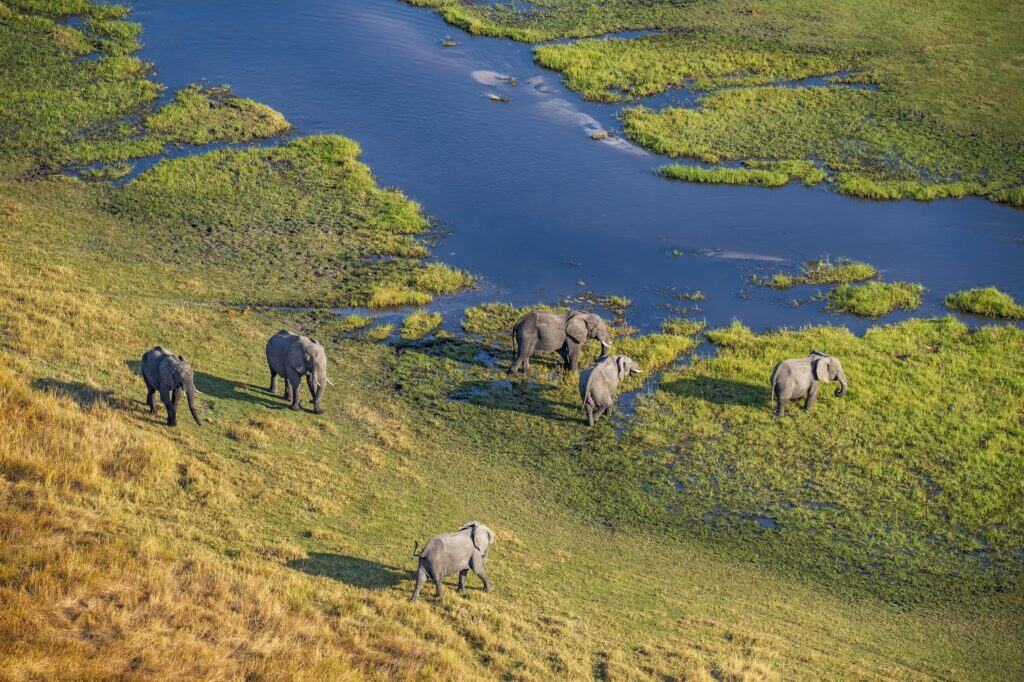 Aerial view of elephants roaming the Okavango Delta, Botswana.