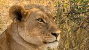 A lioness in Botswana