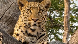 A leopard in a tree in Botswana.