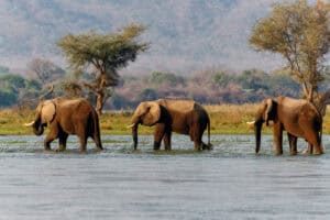 Elephant bulls walking in the Zambezi River in Mana Pools National Park, Zimbabwe.