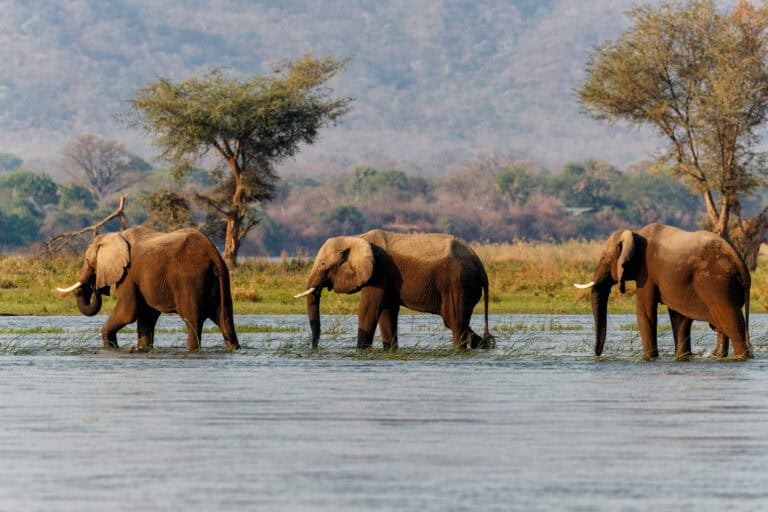 Embracing the Adventure Stage: A Safari from Zimbabwe to South Africa