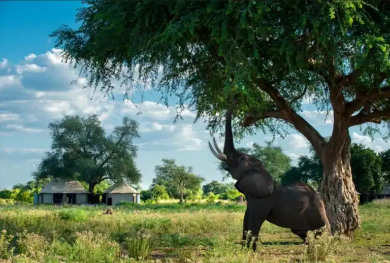An elephant grazing from a tree at Nyamatusi Camp.