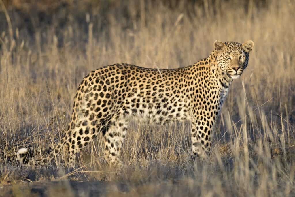 A leopard standing among the tall grass.