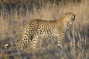 A leopard standing among the tall grass.