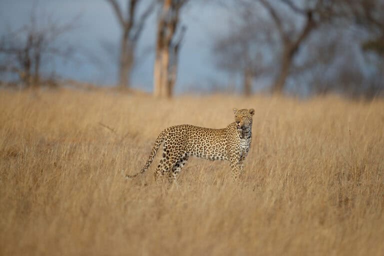 A leopard in Sabi Sand Nature Reserve in the Greater Kruger Region, South Africa.
