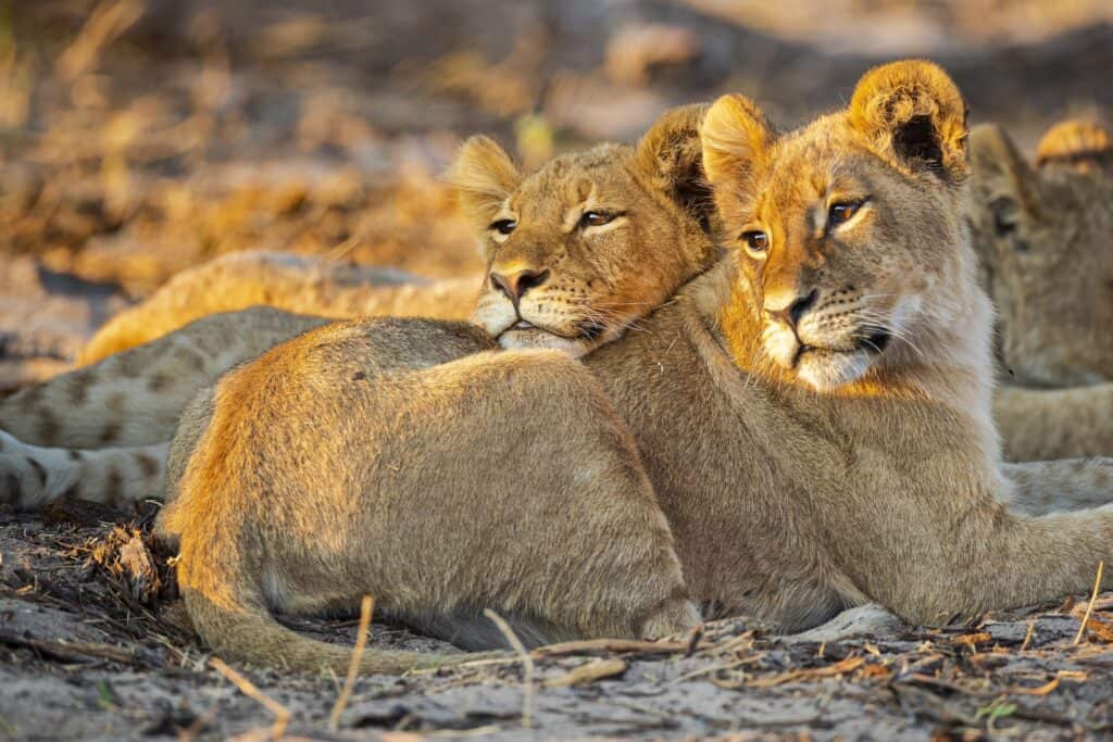 Lions relaxing at sunset