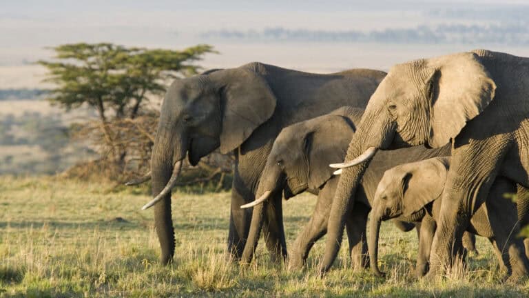 Returning to the Wild: A Kenyan and Tanzanian Adventure