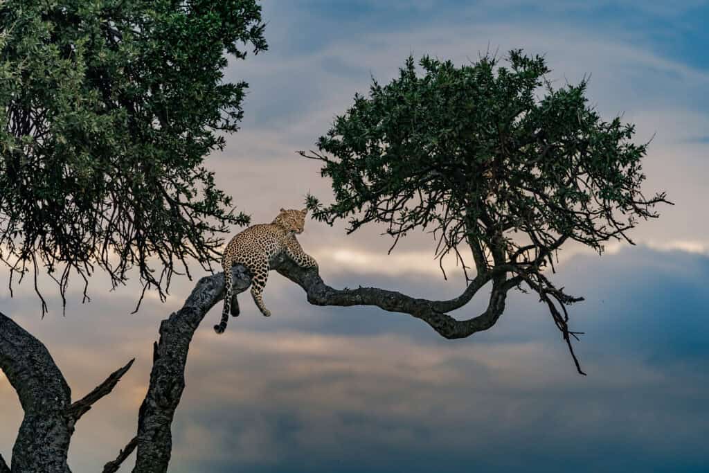 Leopard resting on a tree branch.