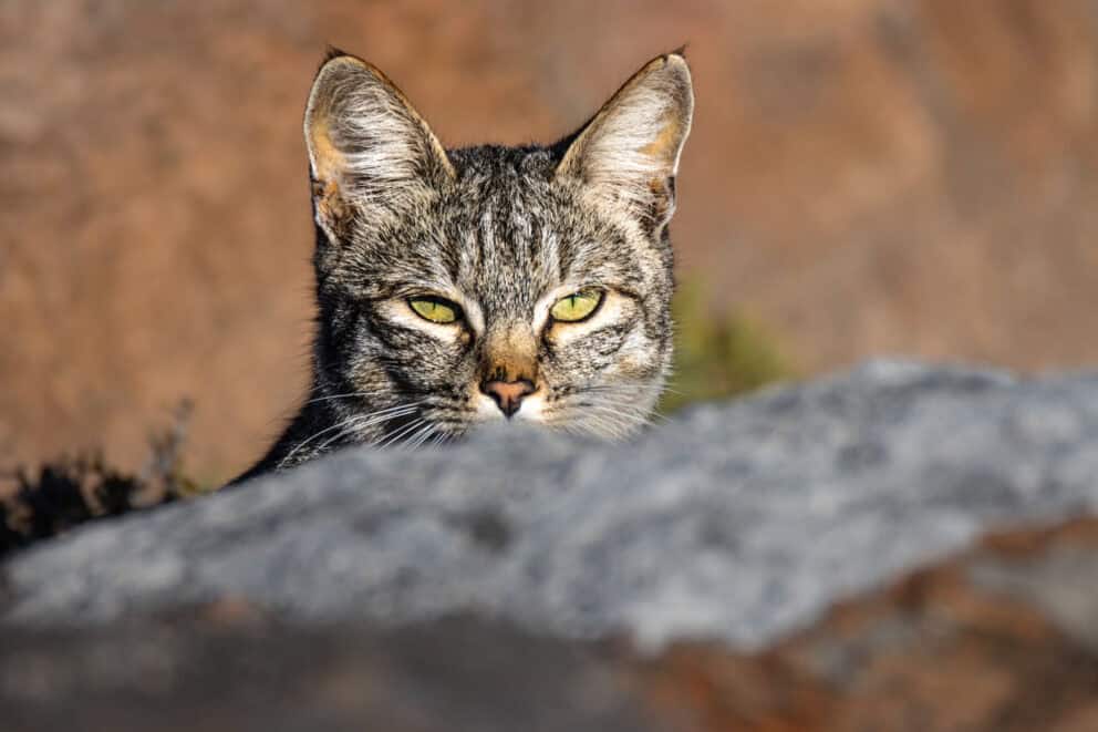 An African cat (Felis lybica) behind a rock.