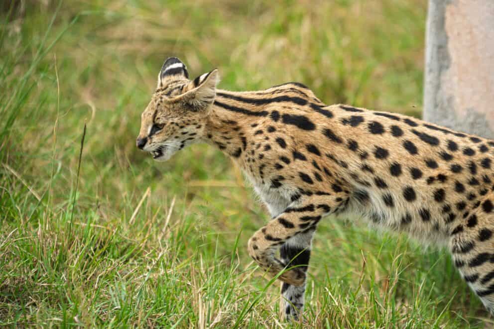 A Serval walking in the tall grass.