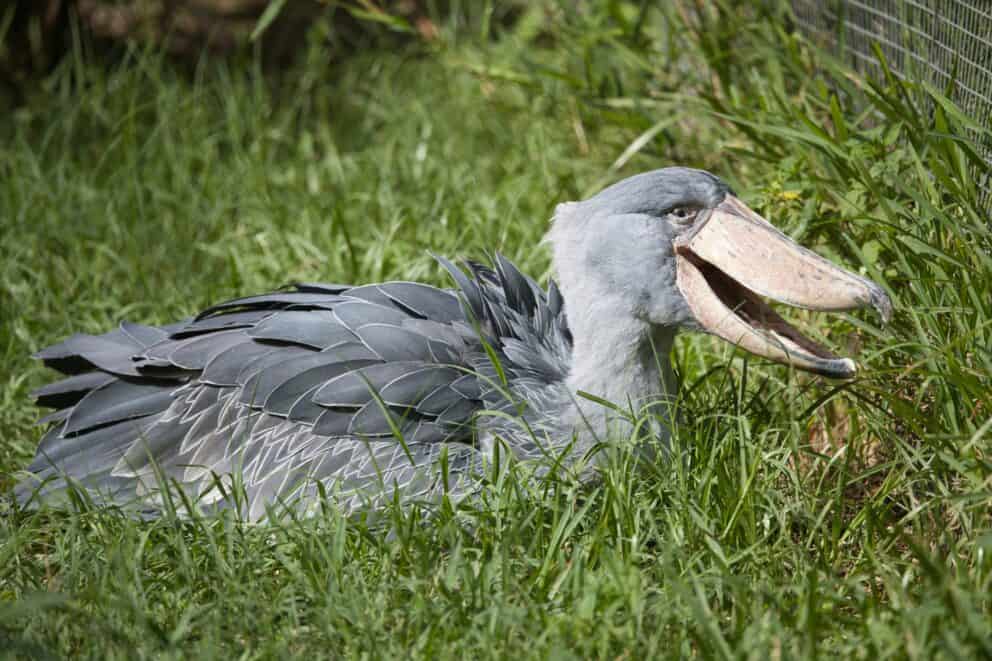 A shoebill stork sitting in the grass.