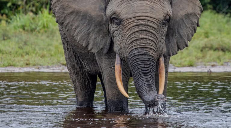 An elephant having a drink in the Congo Basin