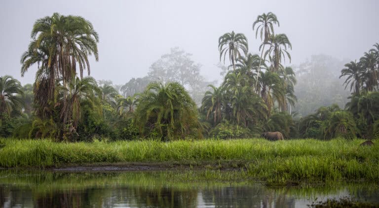 Elephants roaming through the rainforest in the Congo Basin.