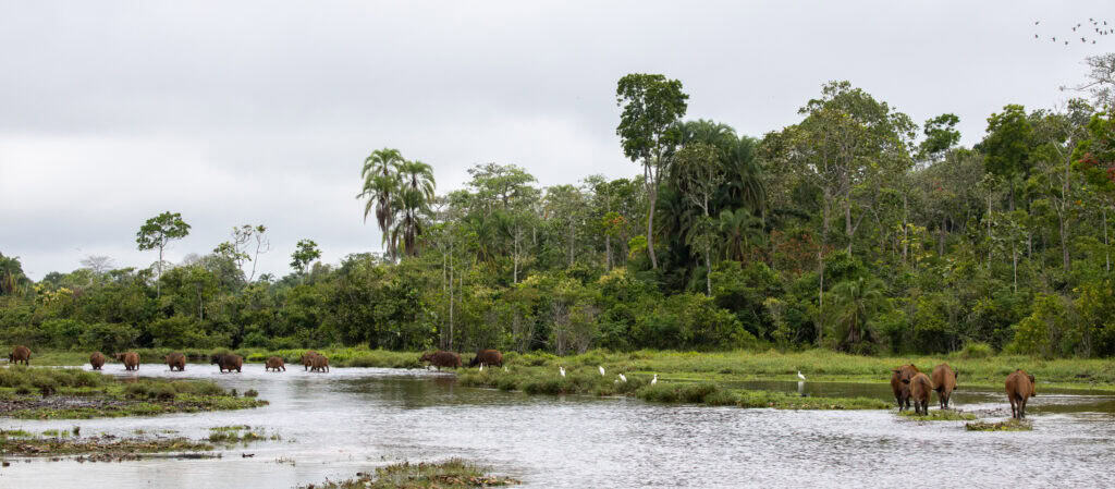 Animals and birds grazing in the Congo basin.