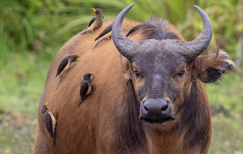 An African forest buffalo with several yellow-billed oxpeckers on its back.