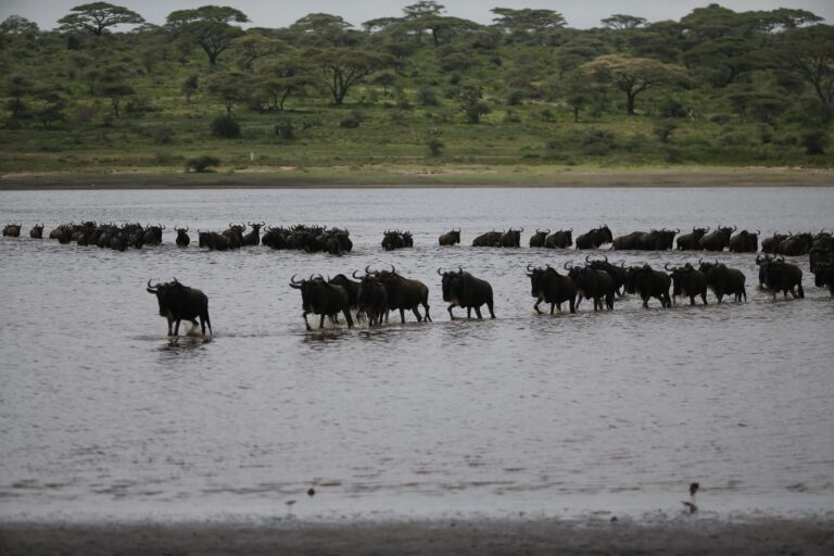 A herd of wildebeest crossing the river in Tanzania.