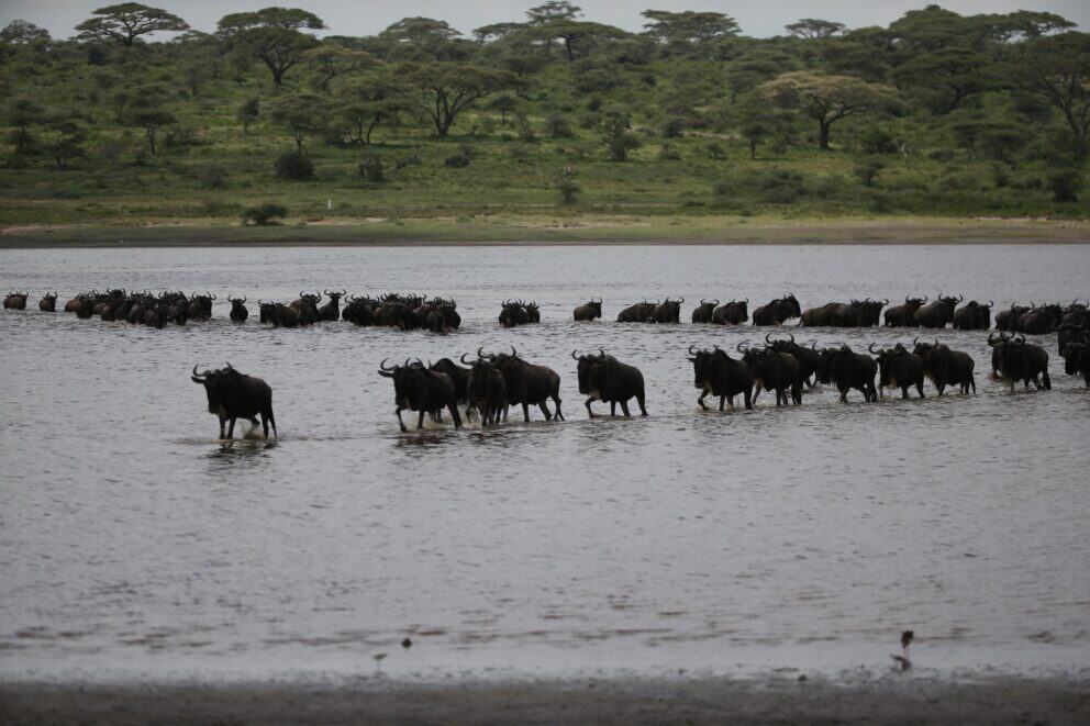 A herd of wildebeest crossing the river in Tanzania.
