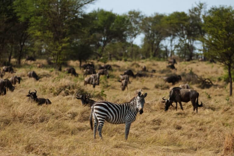 A zebra grazing alongside a wildebeest herd at Nasikia Mobile Migration Camp, Tanzania.