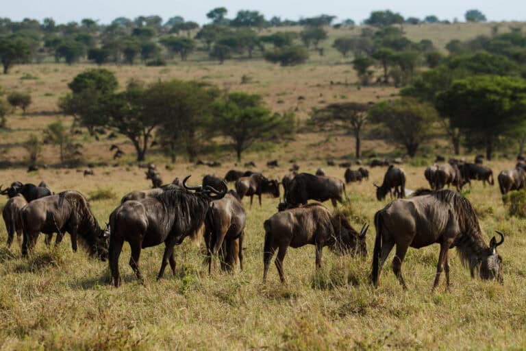 A herd of wildebeest grazing in the open Serengeti plains at Nasikia Mobile Migration Camp, Tanzania.